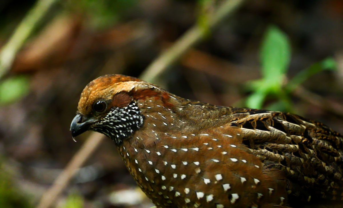 Tocro tacheté - ML646430571