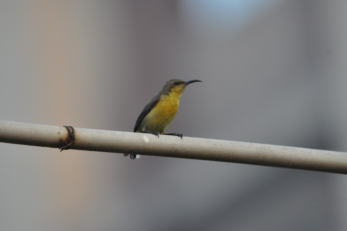 Purple Sunbird - ML646430572