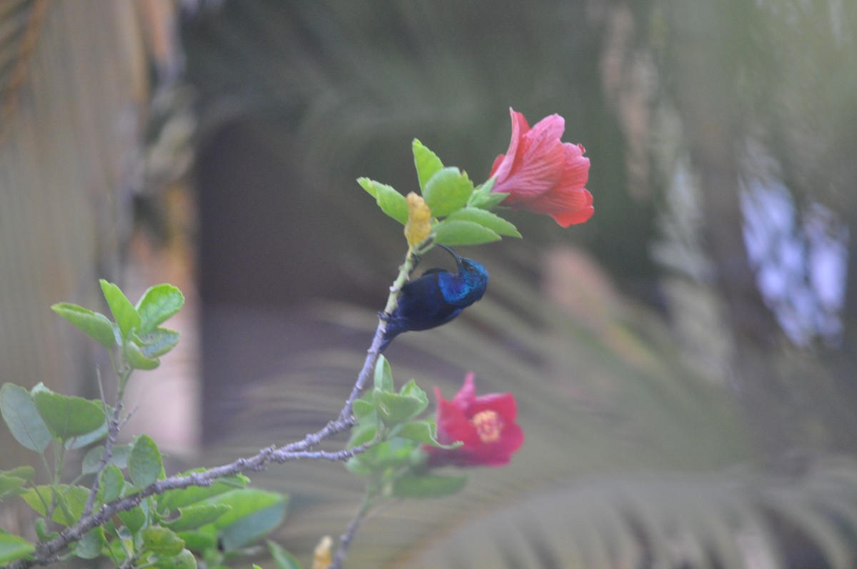 Purple Sunbird - ML646430573