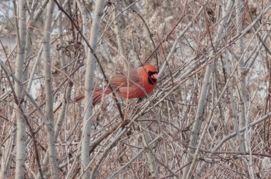 Northern Cardinal - ML646430574
