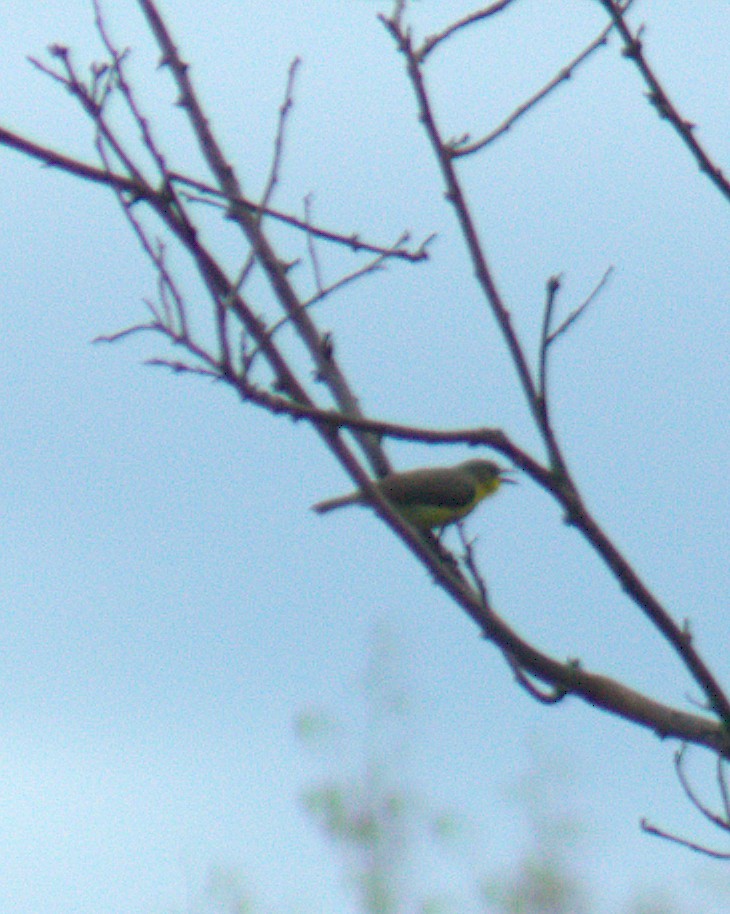 Golden-bellied Gerygone - ML646430576