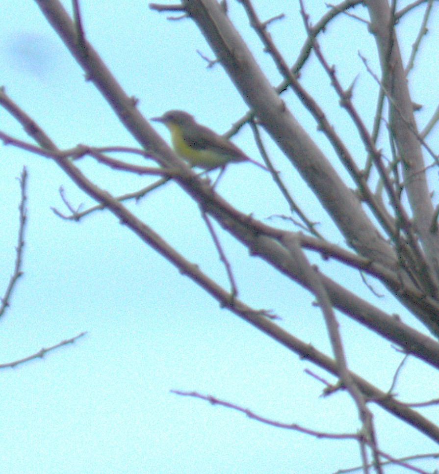 Golden-bellied Gerygone - ML646430577