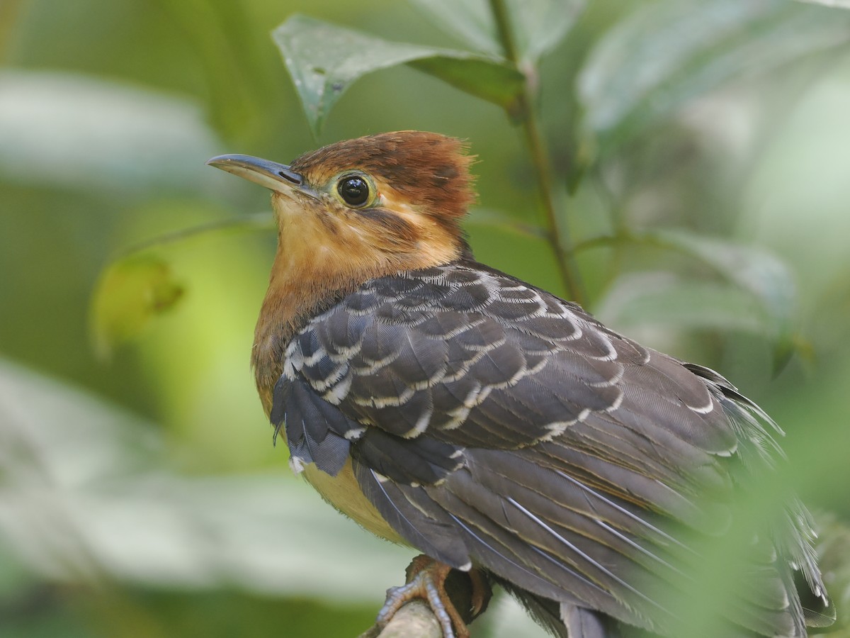 Pavonine Cuckoo - ML646430579