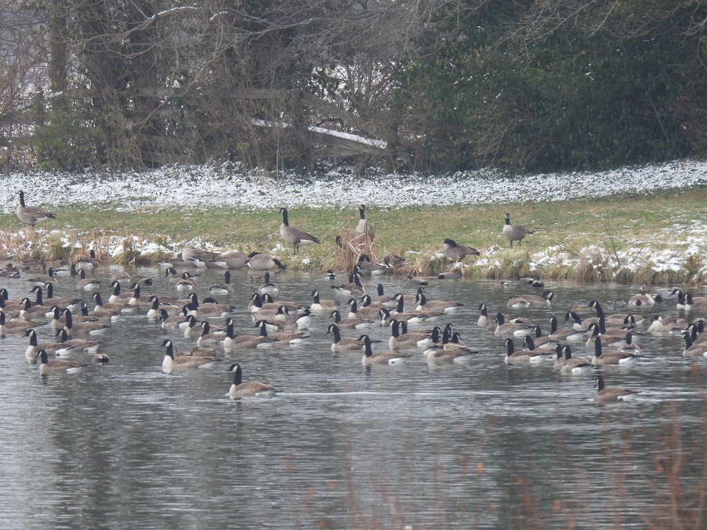 Канадская казарка - ML646430580