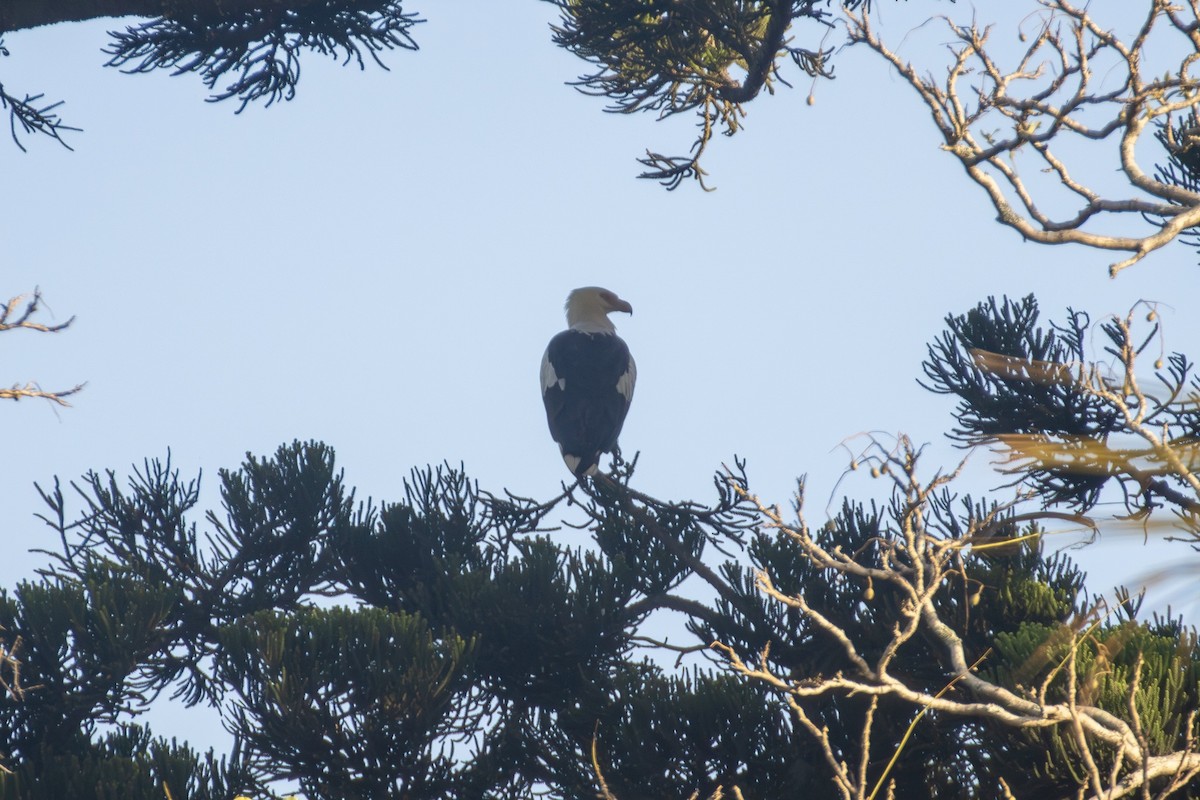 サンショクウミワシ - ML646430581