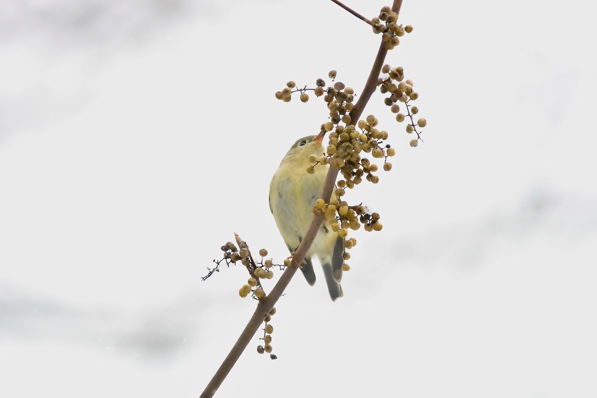 Ruby-crowned Kinglet - ML646430582