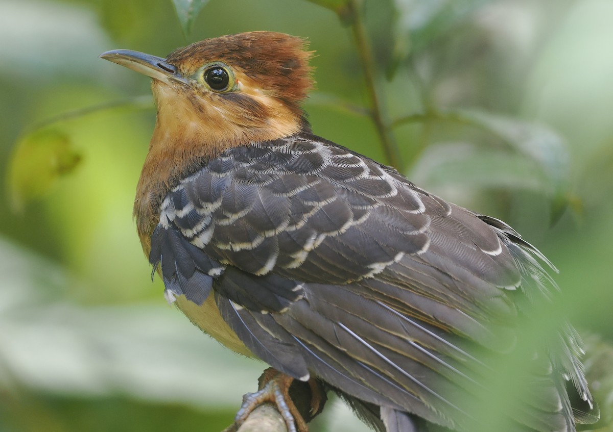 Pavonine Cuckoo - ML646430583