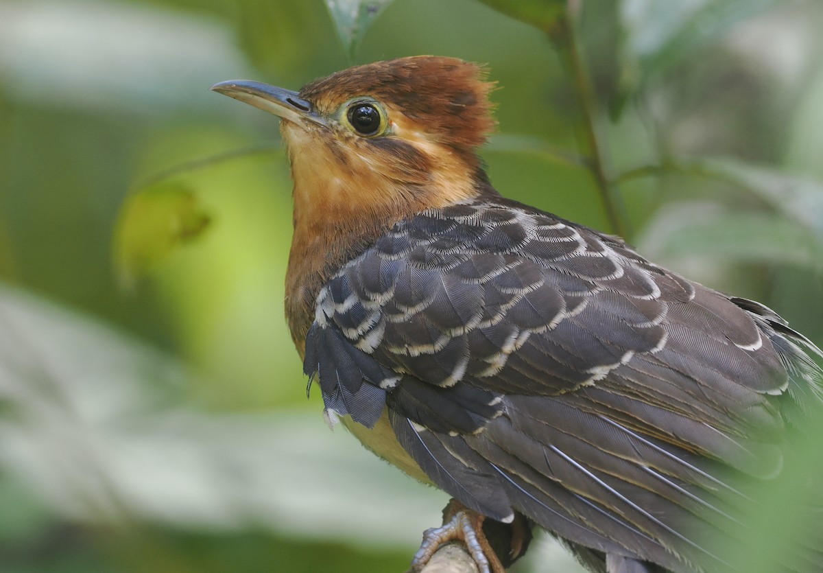 Pavonine Cuckoo - ML646430585