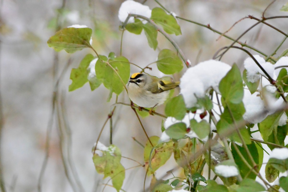 Golden-crowned Kinglet - ML646430586