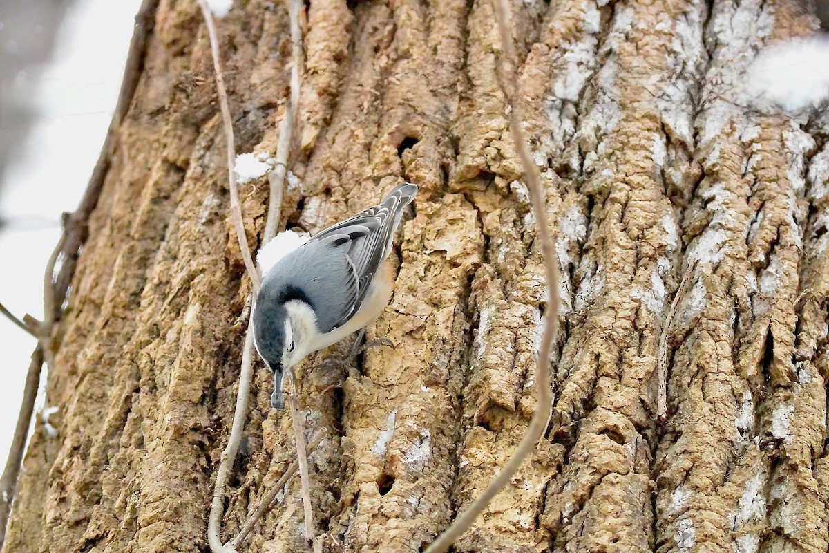 White-breasted Nuthatch - ML646430589