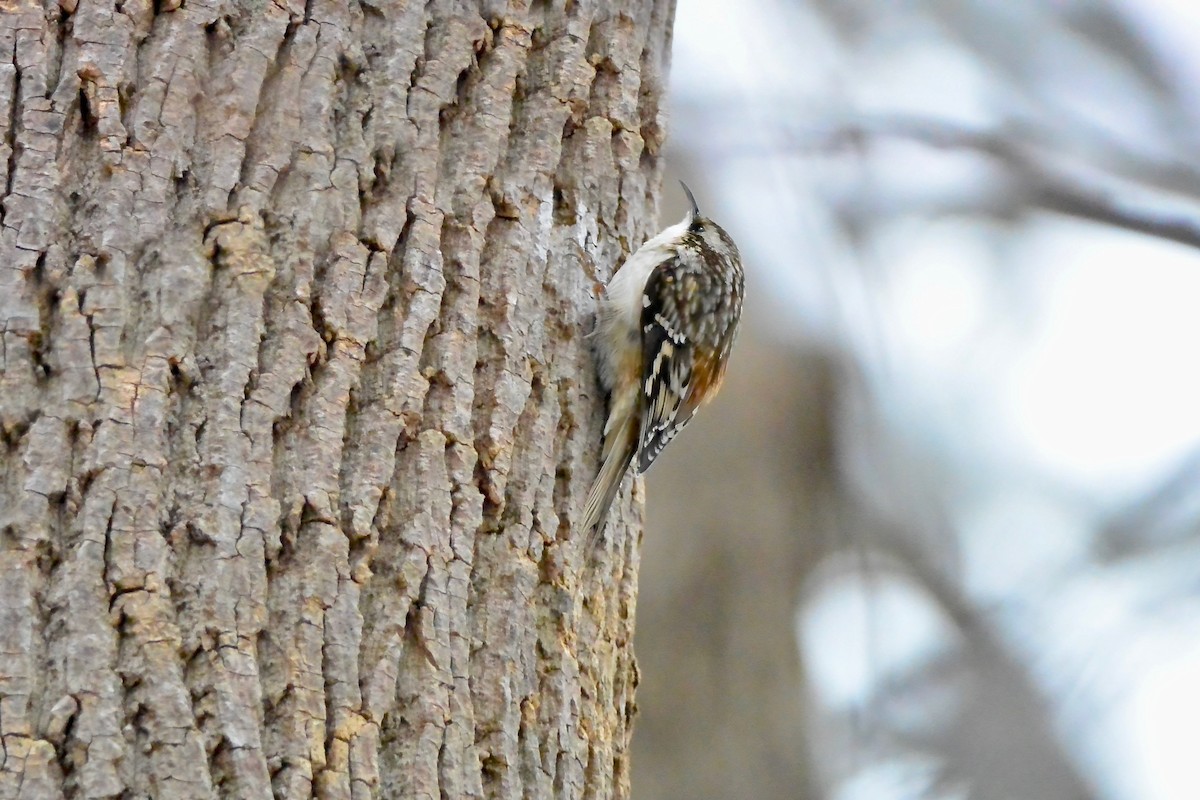 Brown Creeper - ML646430590