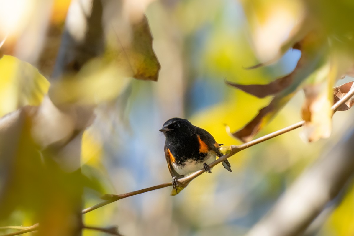 lesňáček lejsčí - ML646430593