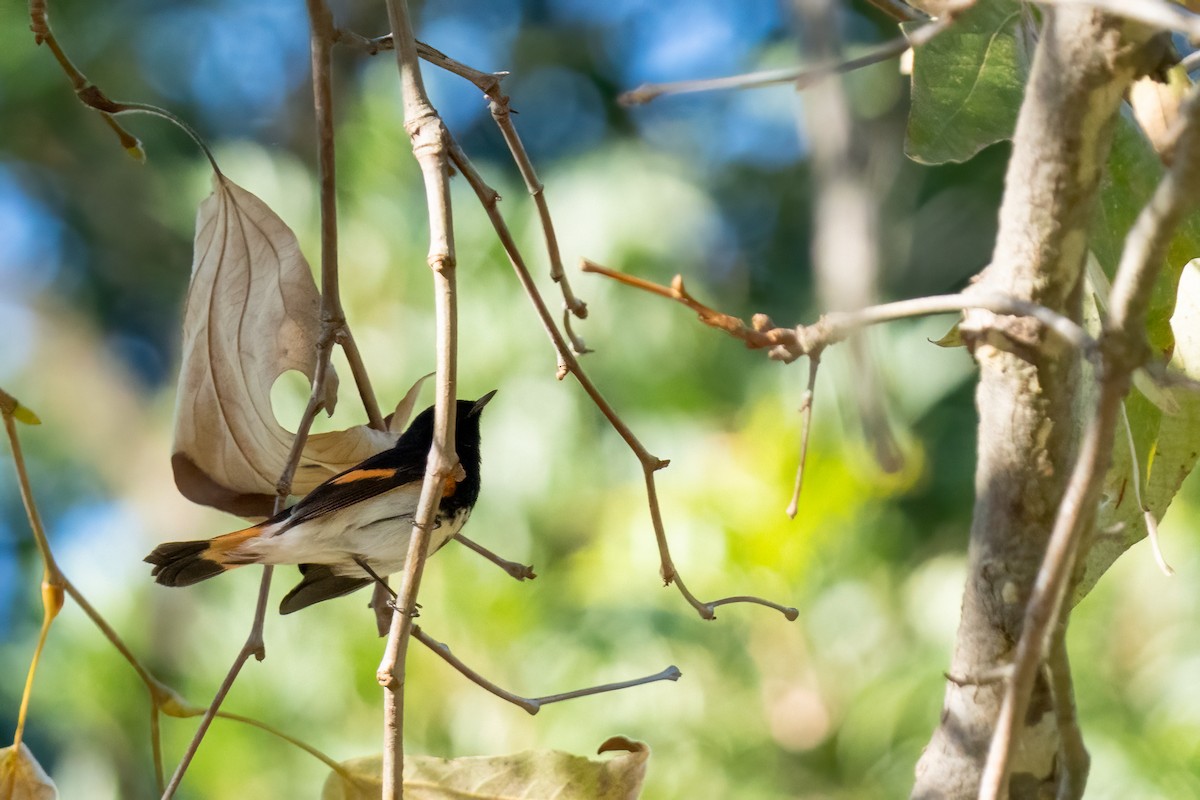 lesňáček lejsčí - ML646430594