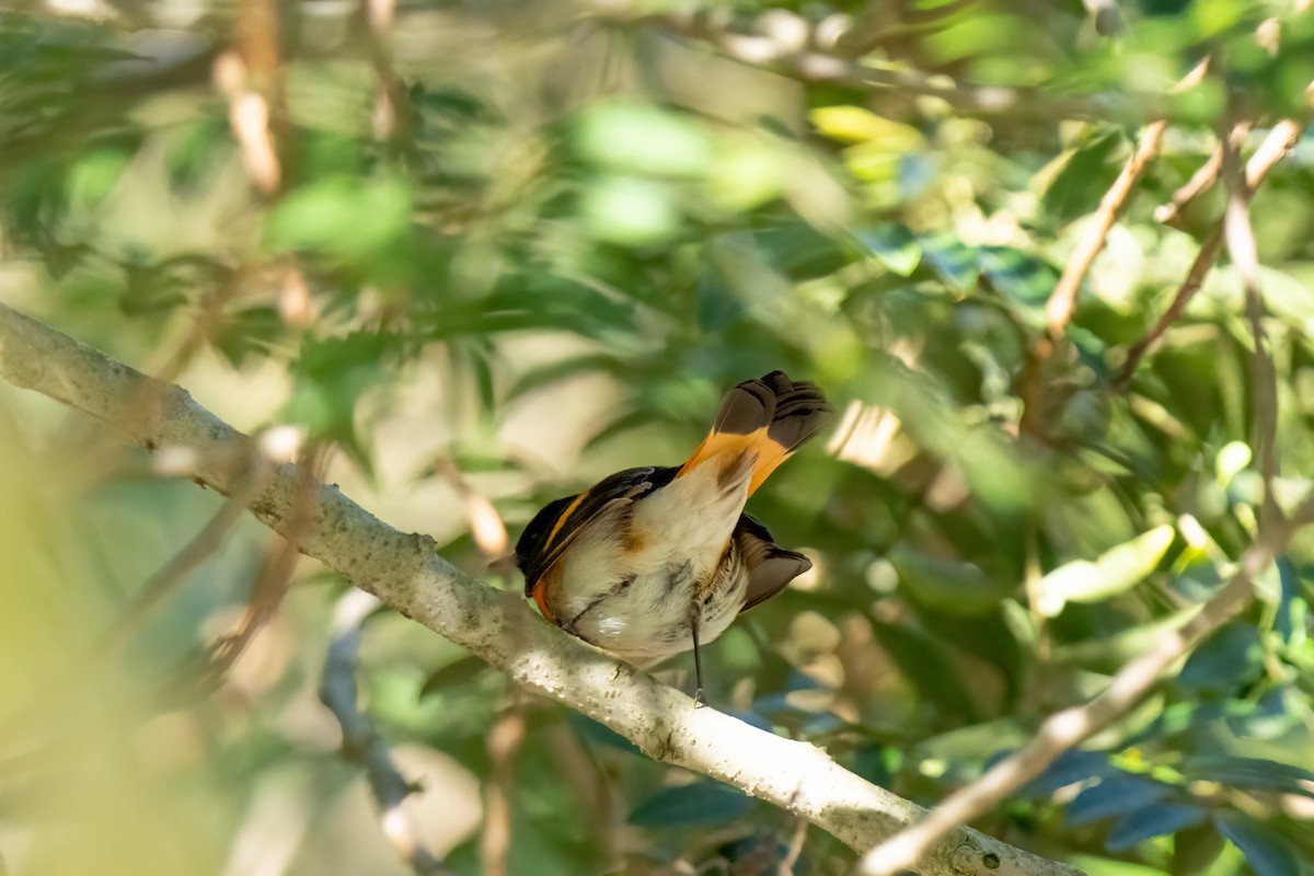 lesňáček lejsčí - ML646430595