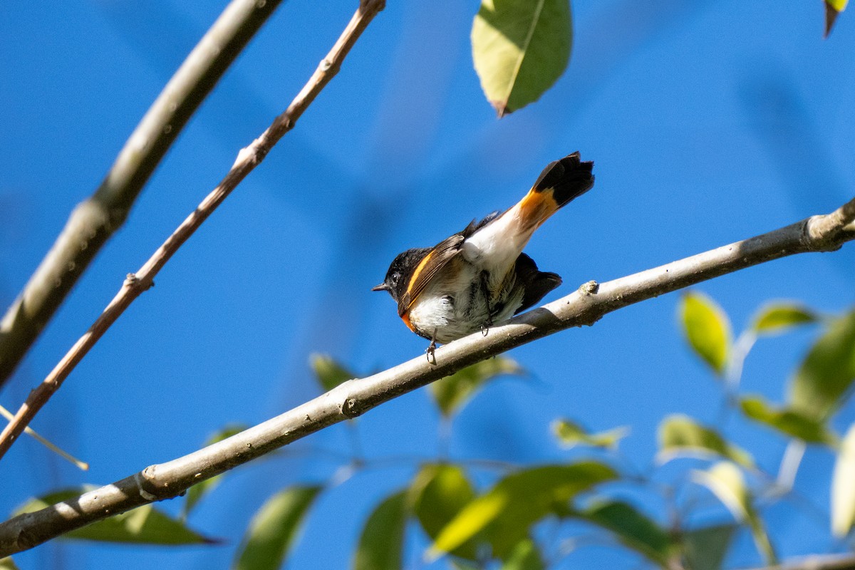 lesňáček lejsčí - ML646430596