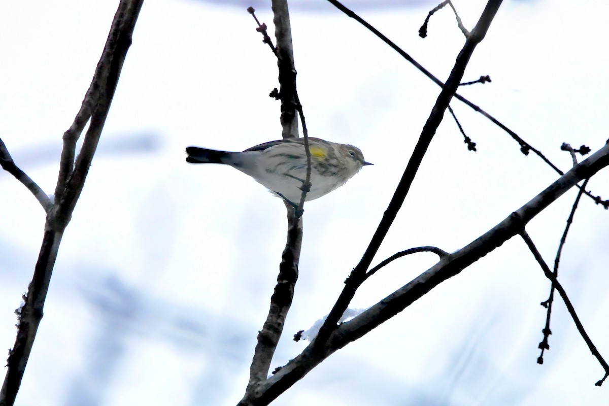 Yellow-rumped Warbler - ML646430597