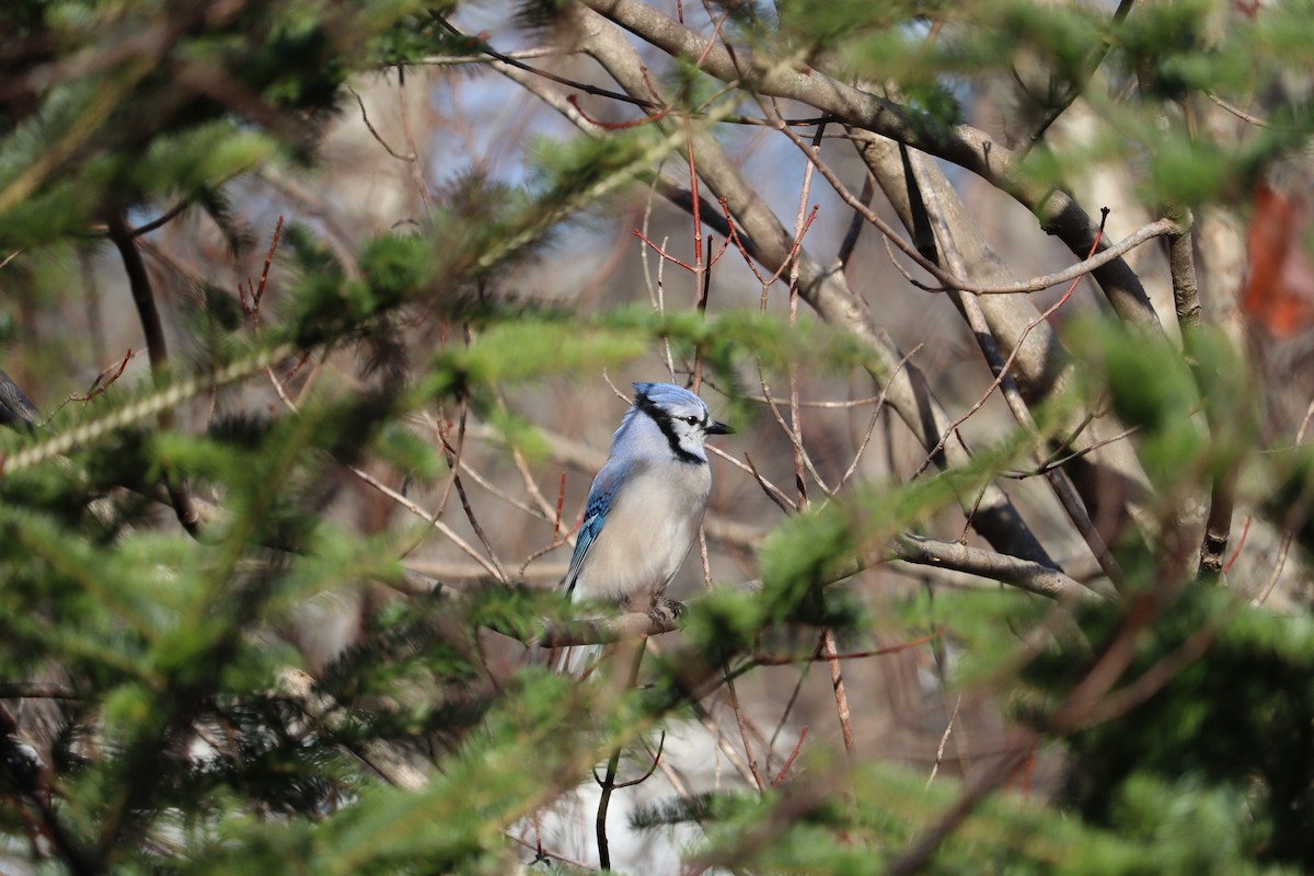 Blue Jay - ML646430598