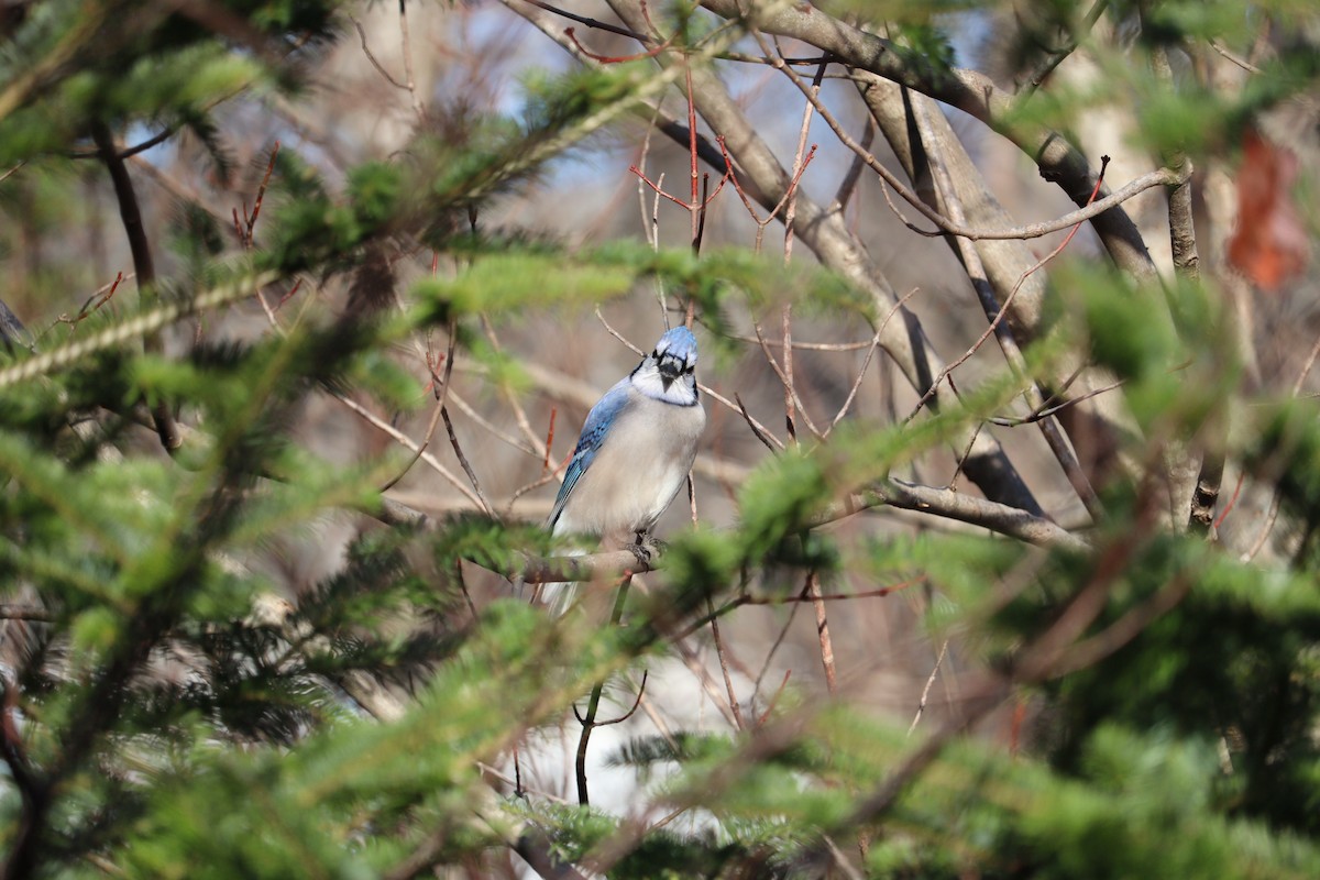 Blue Jay - ML646430599