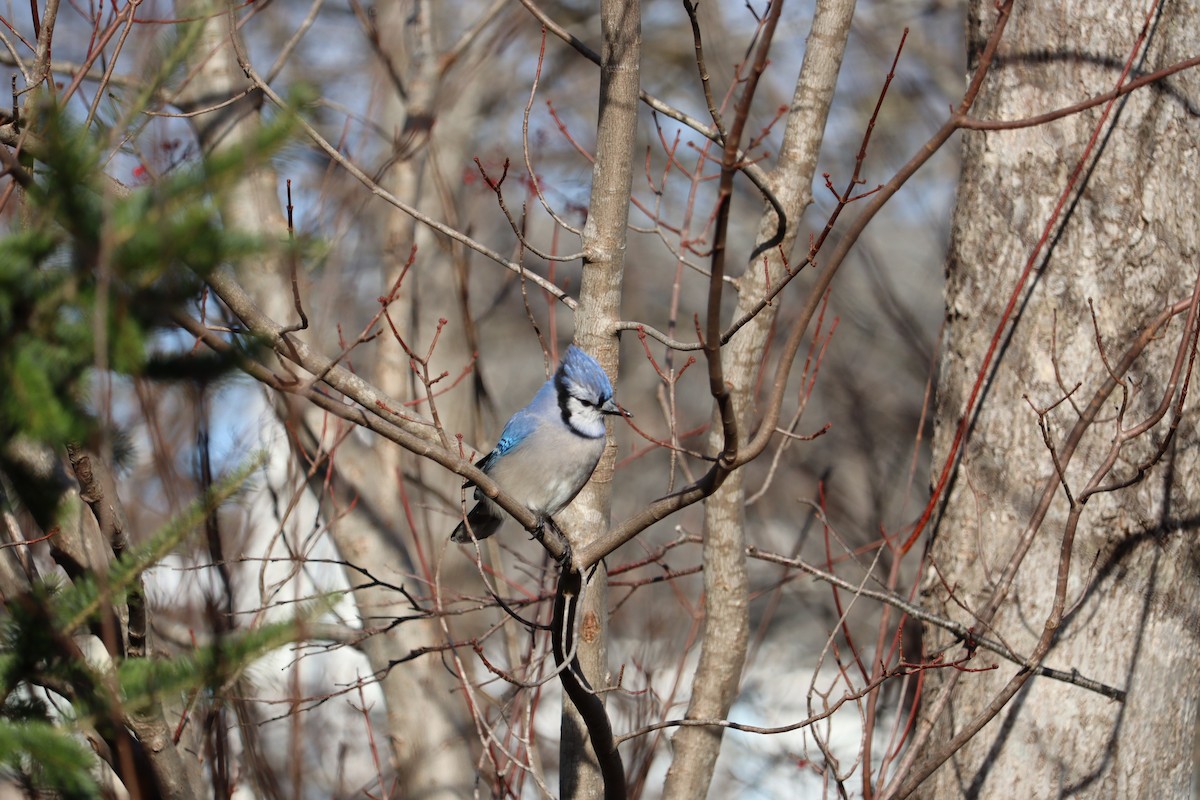 Blue Jay - ML646430600