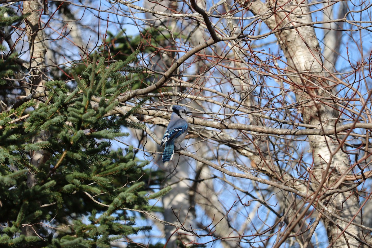 Blue Jay - ML646430601