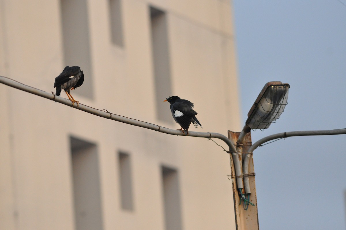 Jungle Myna - ML646430603