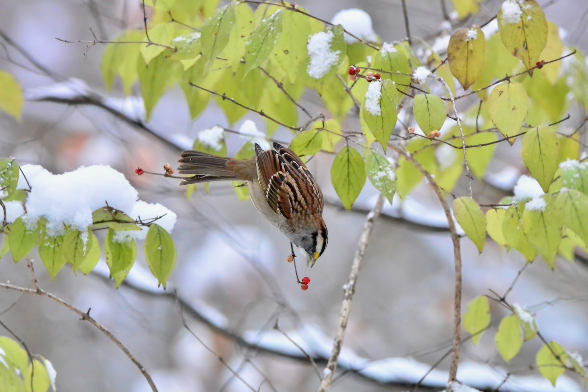 White-throated Sparrow - ML646430605