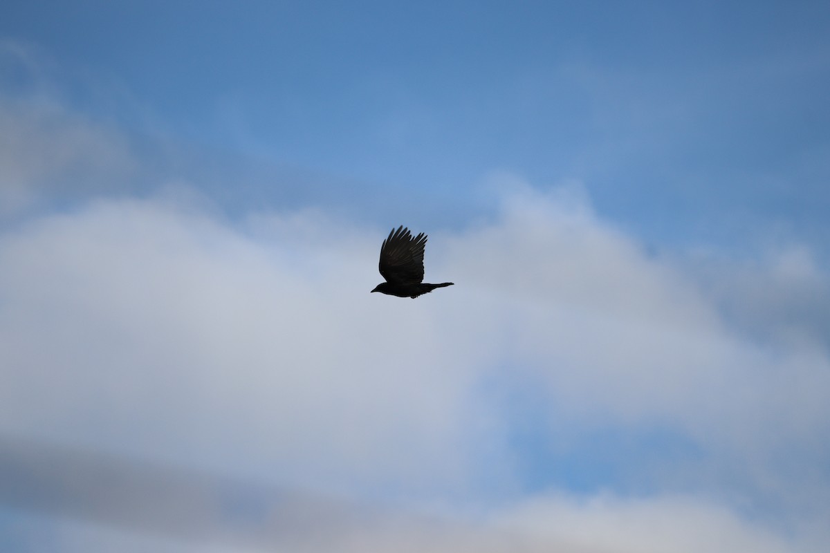 American Crow - ML646430611