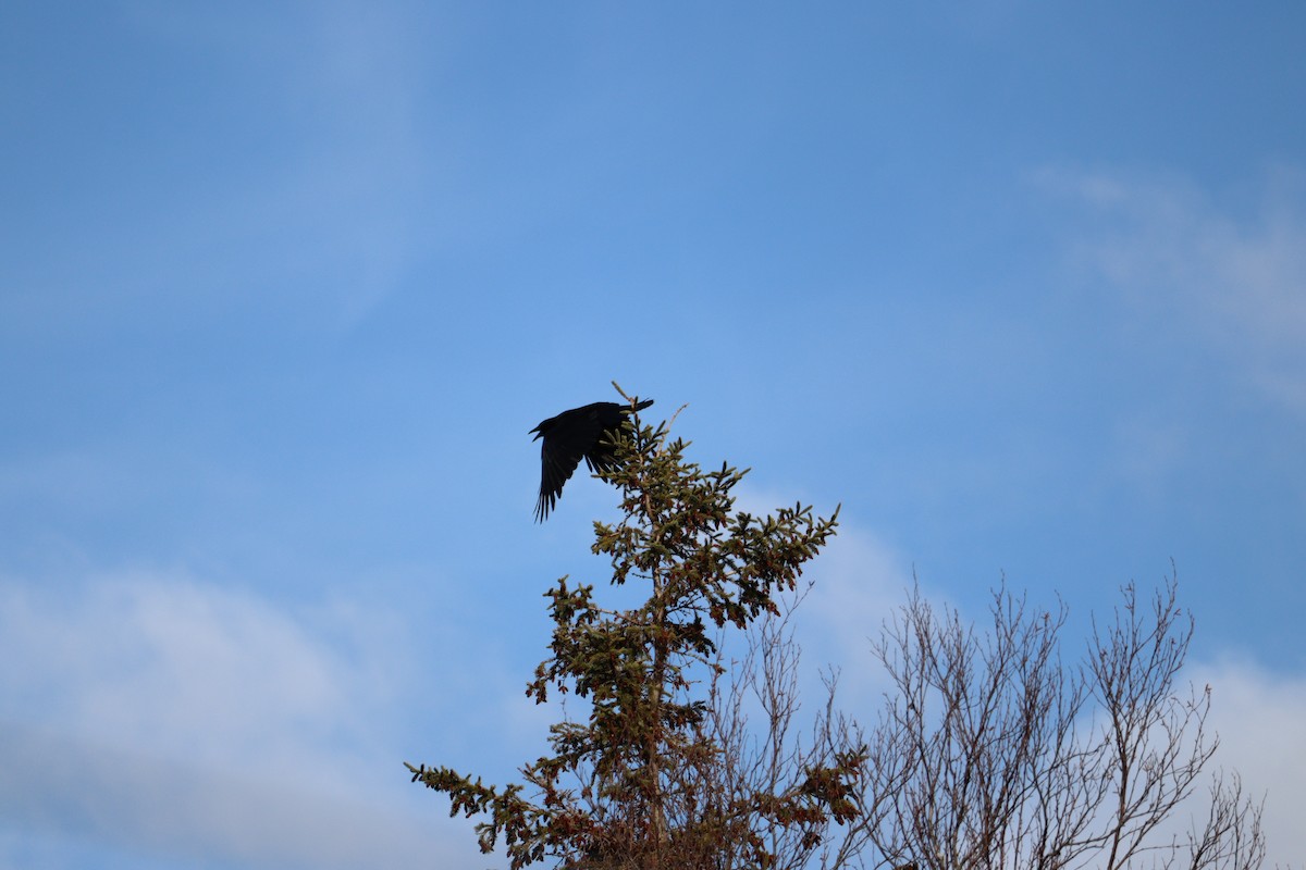 American Crow - ML646430612