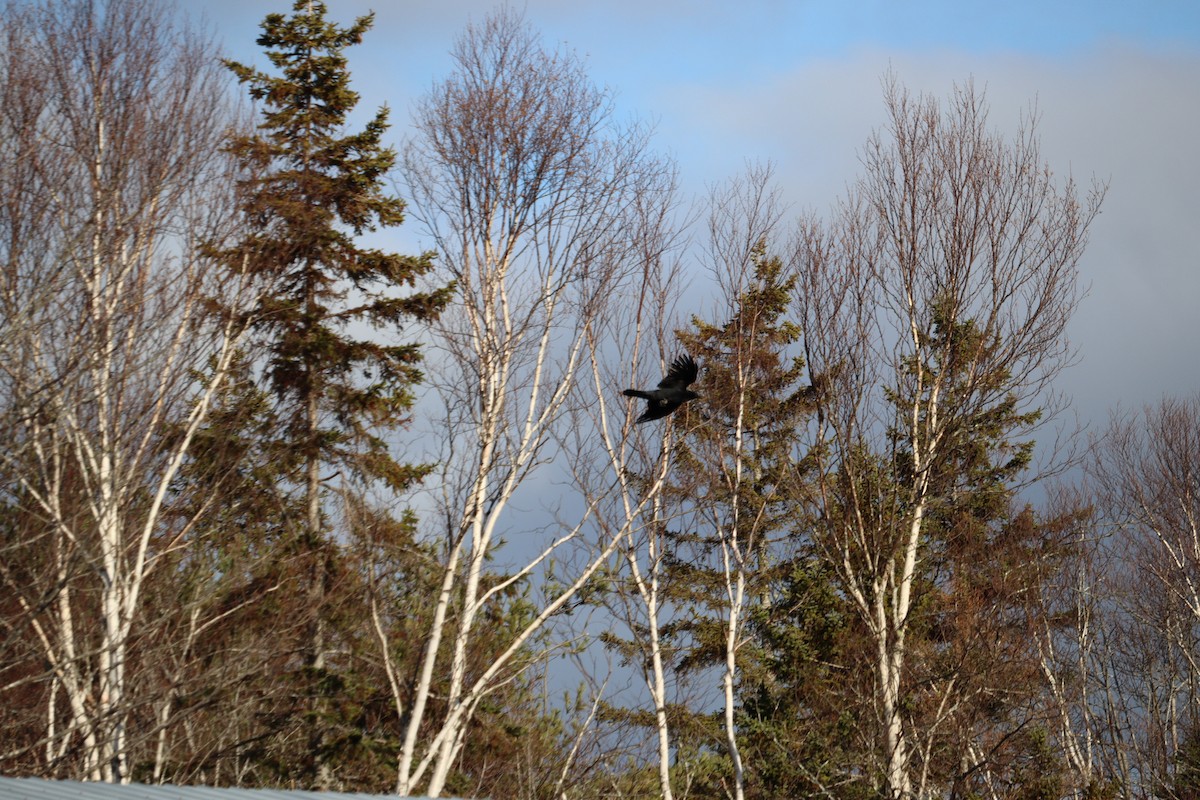 American Crow - ML646430613
