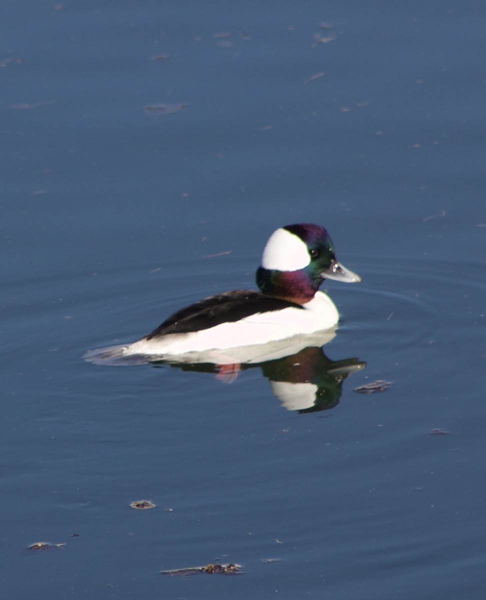 ヒメハジロ - ML646430614