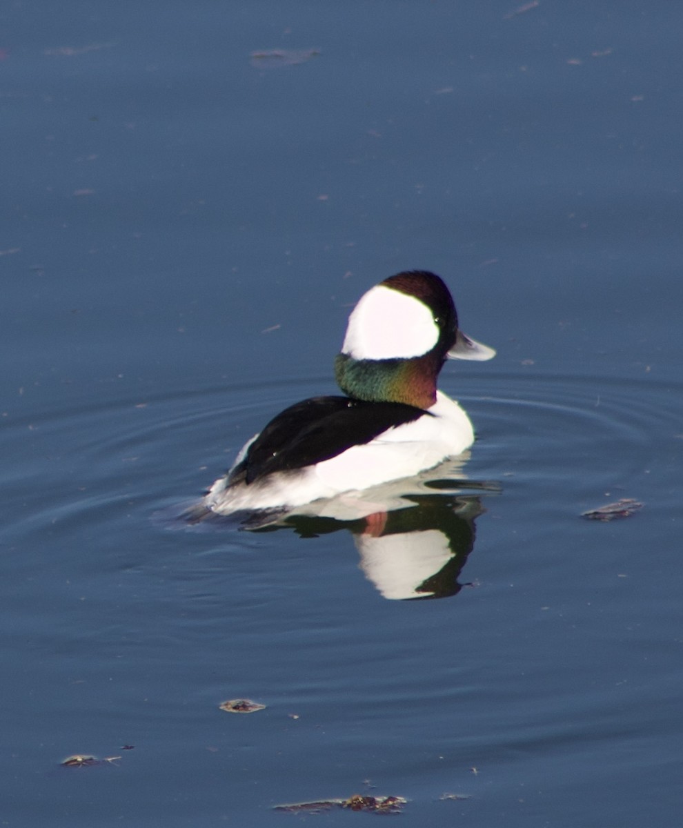 ヒメハジロ - ML646430615