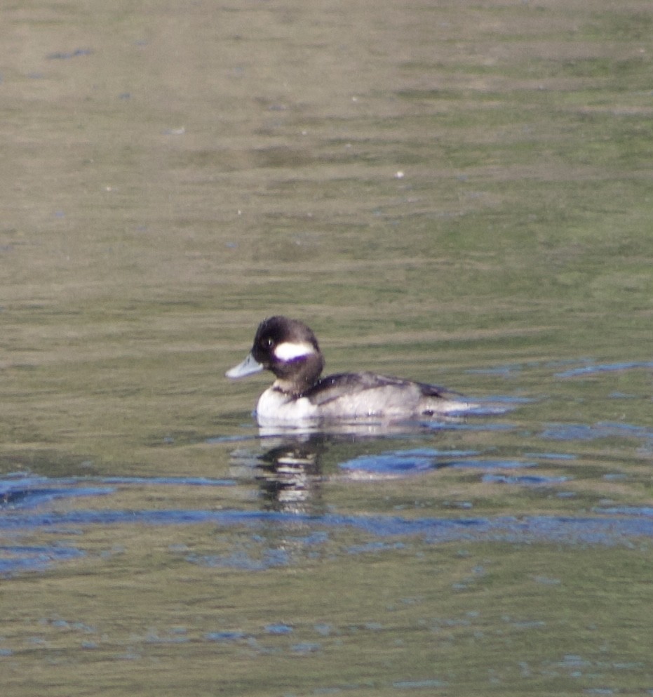 ヒメハジロ - ML646430616