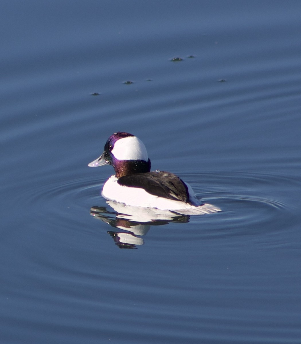 ヒメハジロ - ML646430617