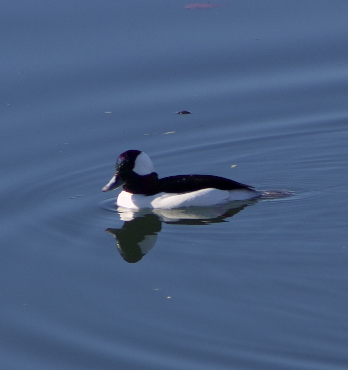 ヒメハジロ - ML646430618