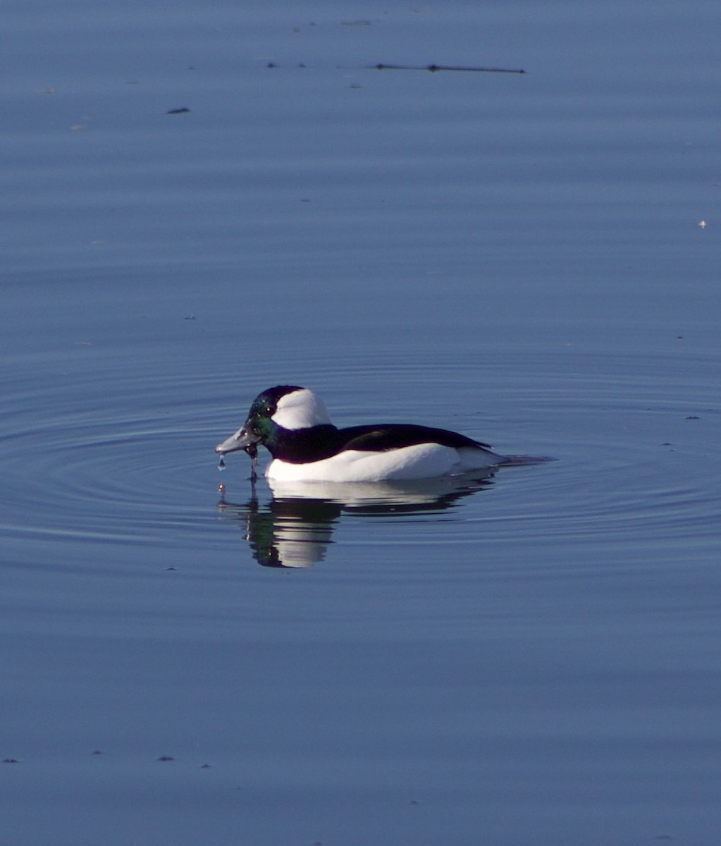 ヒメハジロ - ML646430619