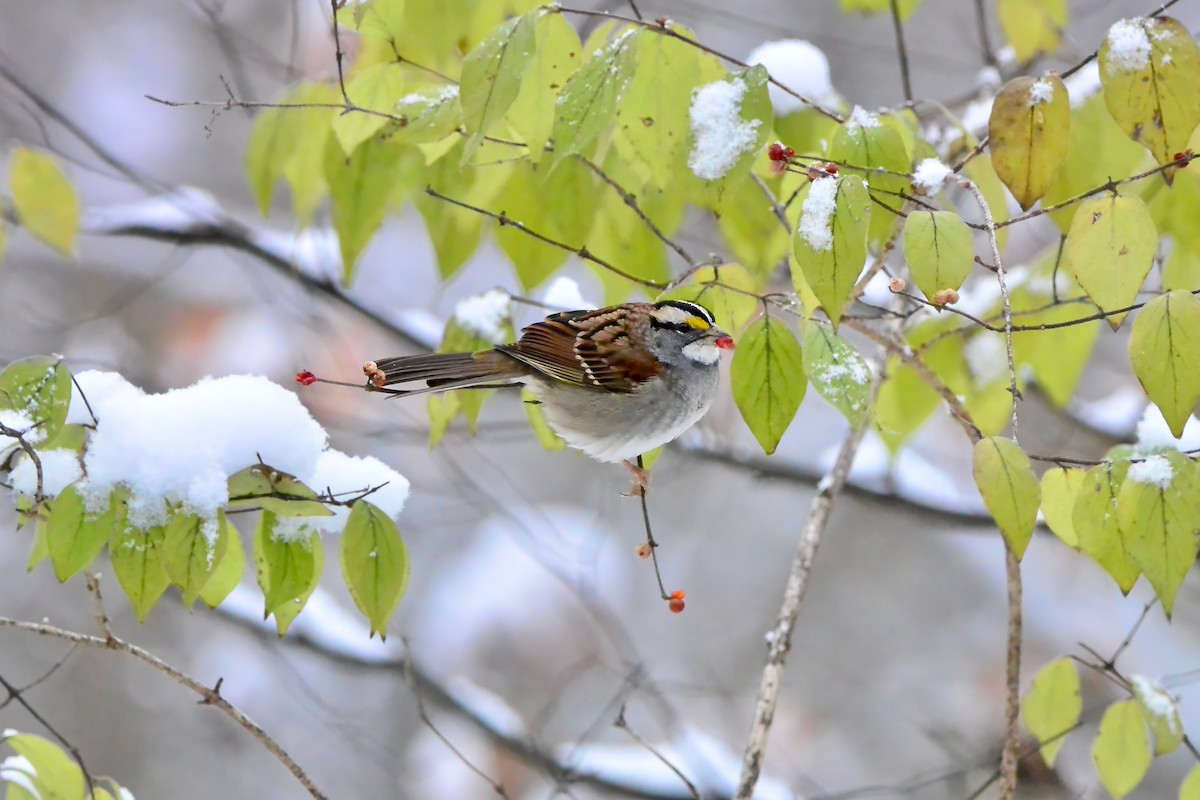 White-throated Sparrow - ML646430620