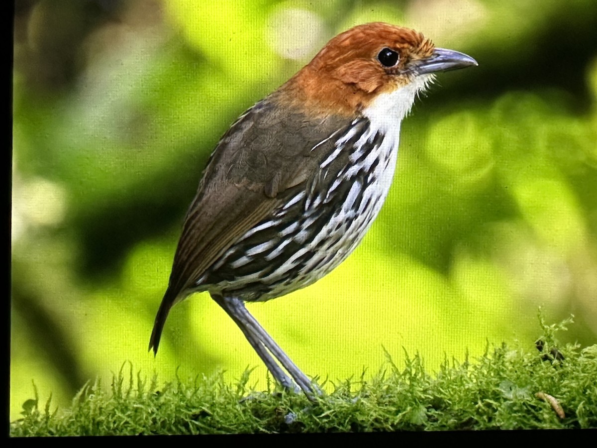Grallaire à tête rousse - ML646430621