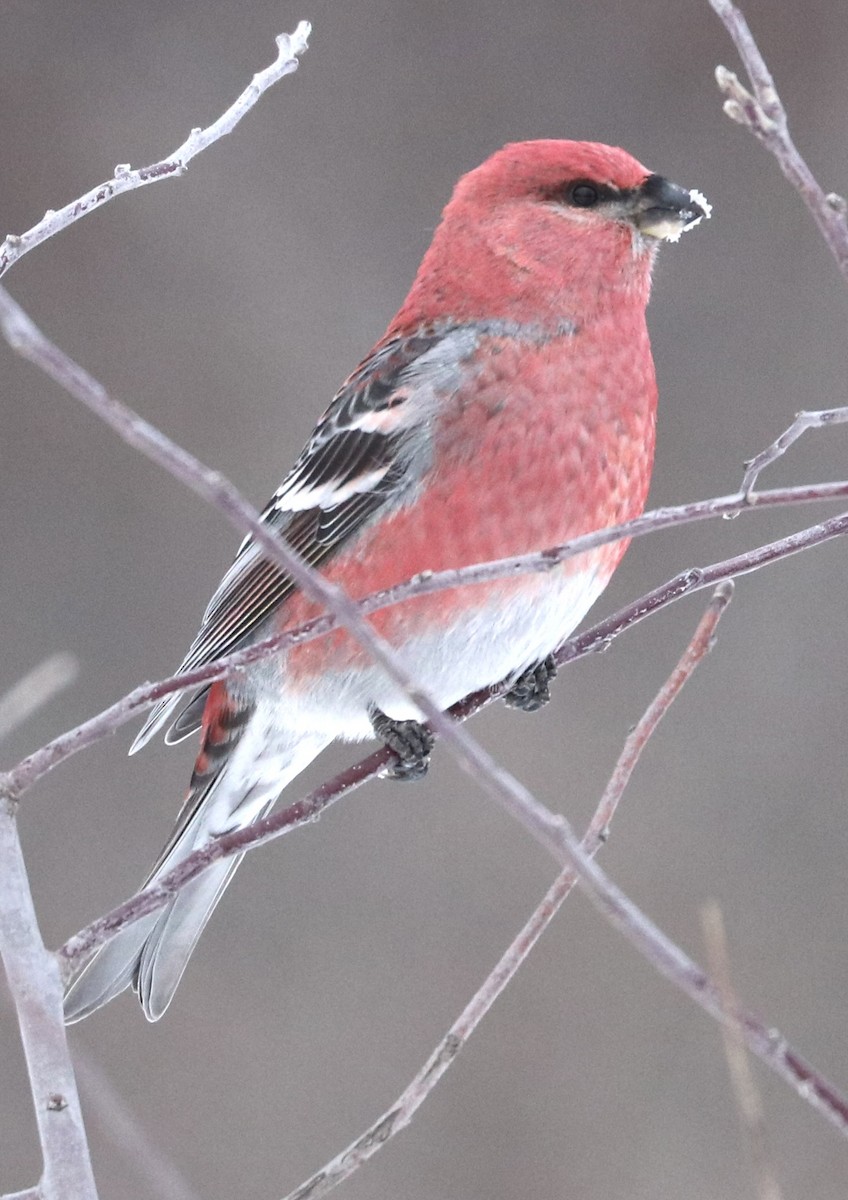 Camachuelo Picogrueso - ML646430623