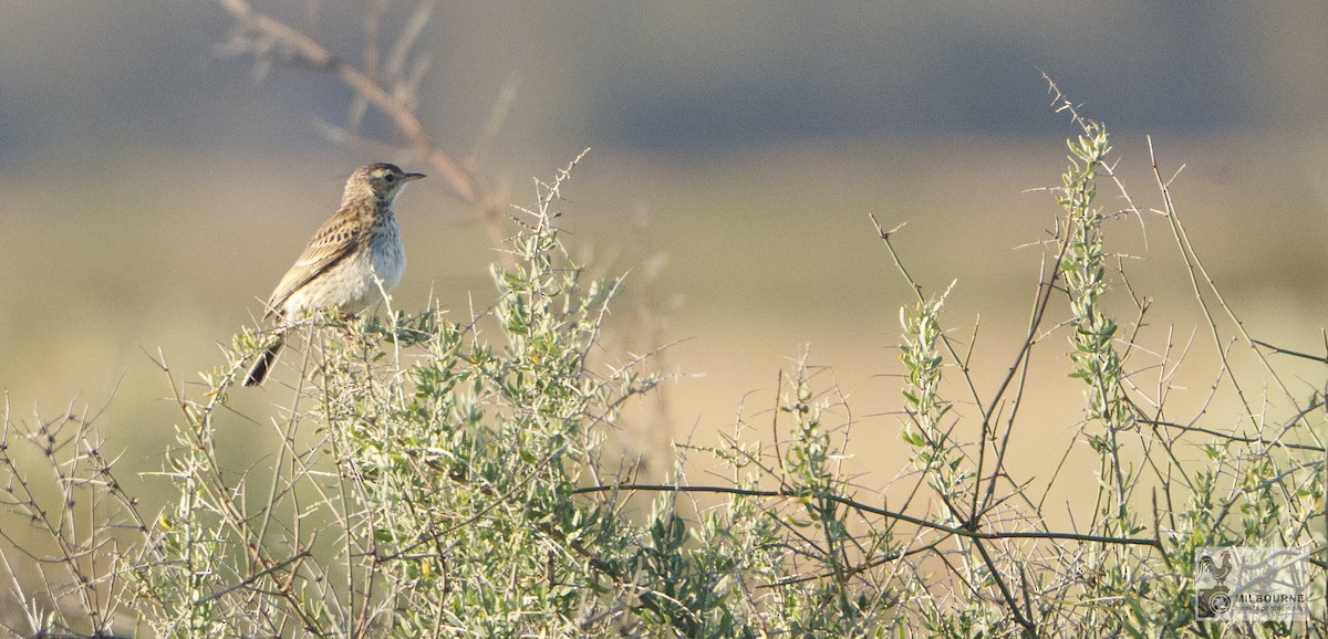 Australian Pipit - ML646430624