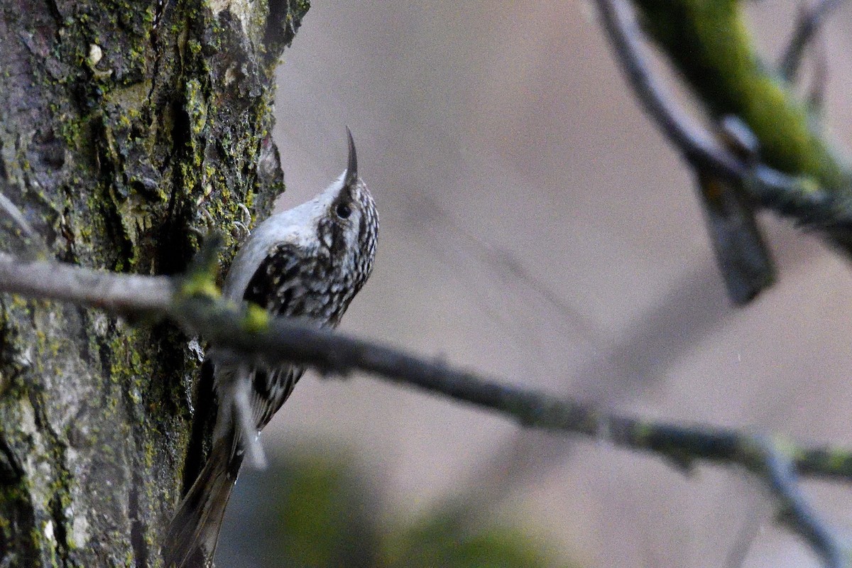 Brown Creeper - ML646430625