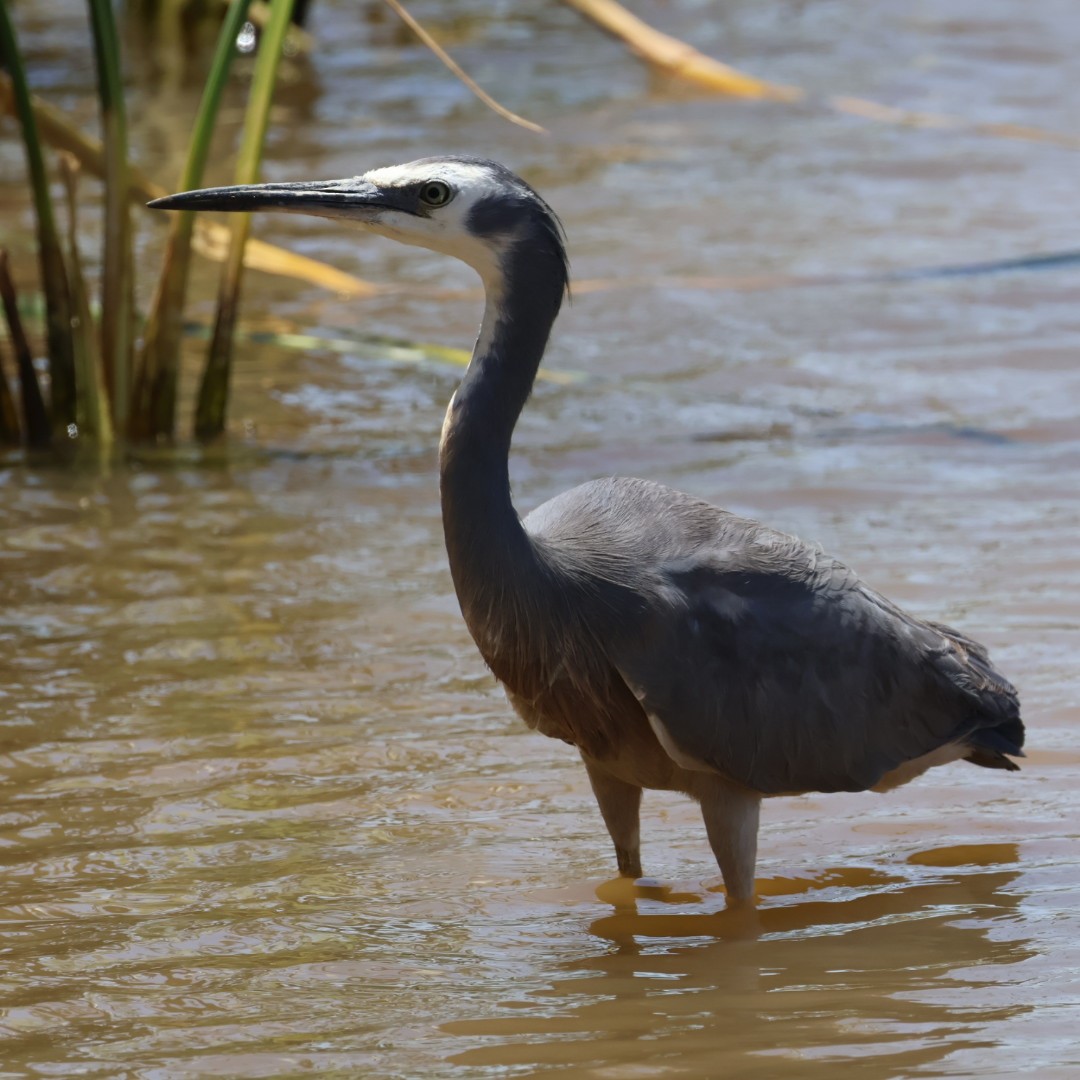 White-faced Heron - ML646430627