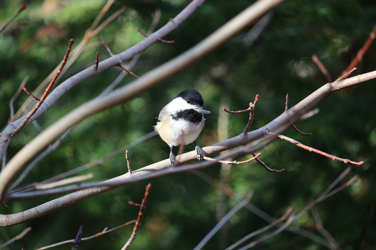 Black-capped Chickadee - ML646430628