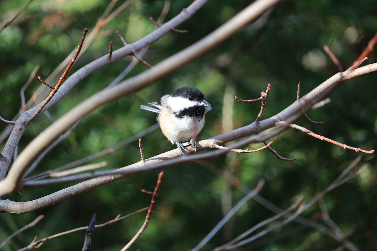 Black-capped Chickadee - ML646430629