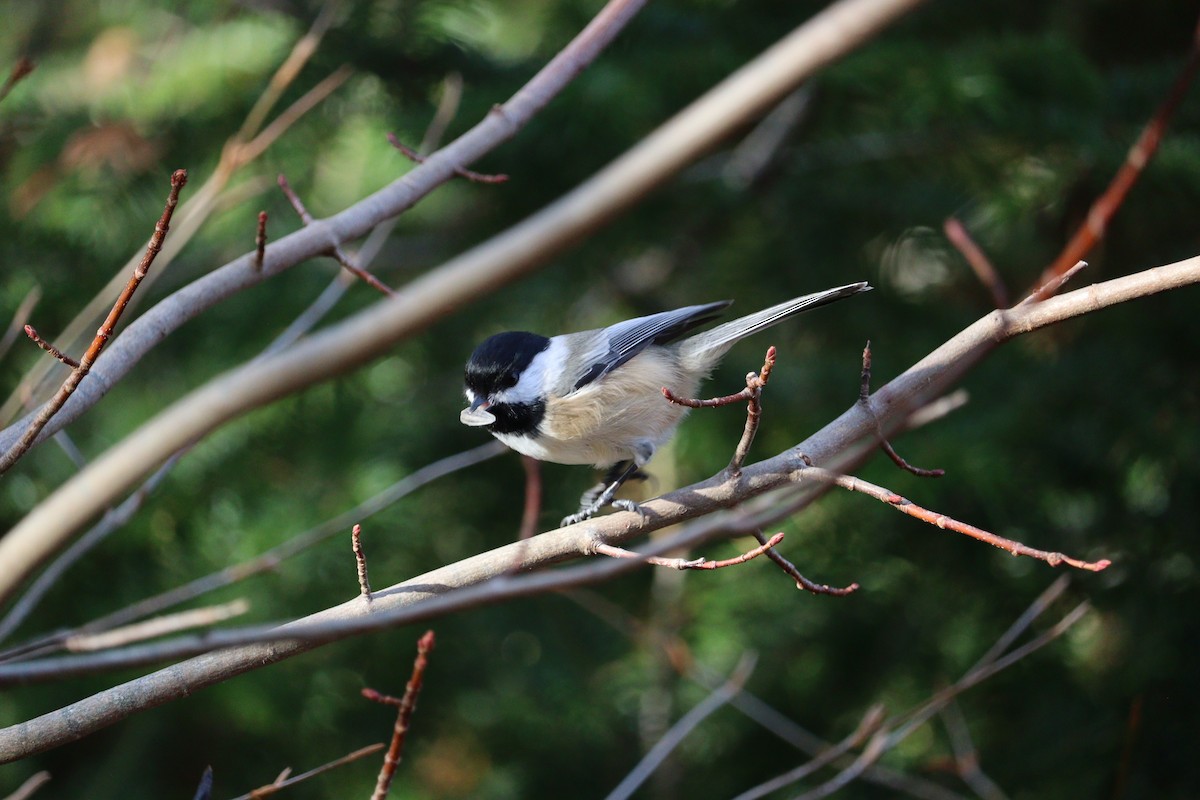 Black-capped Chickadee - ML646430631