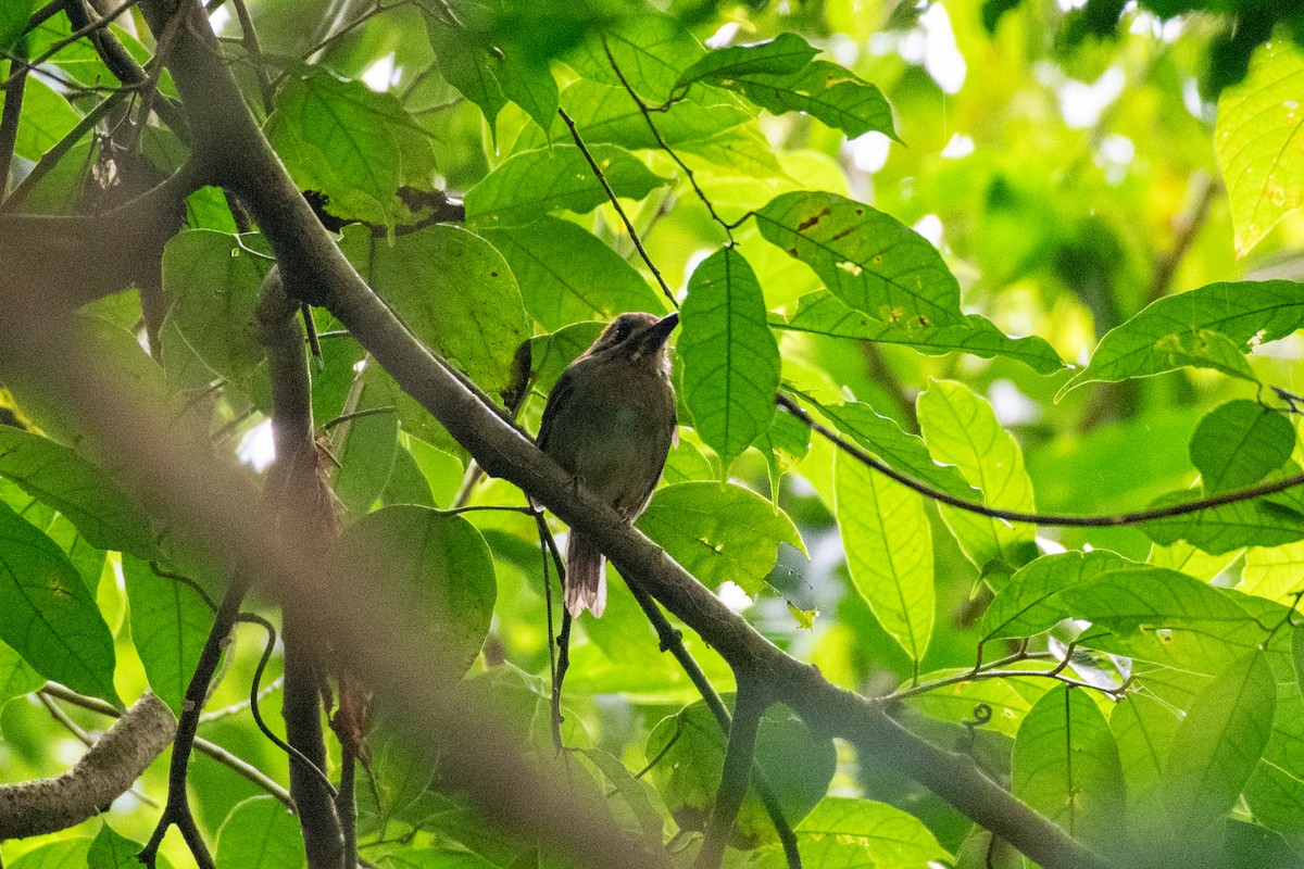 Tody Motmot - ML646430633