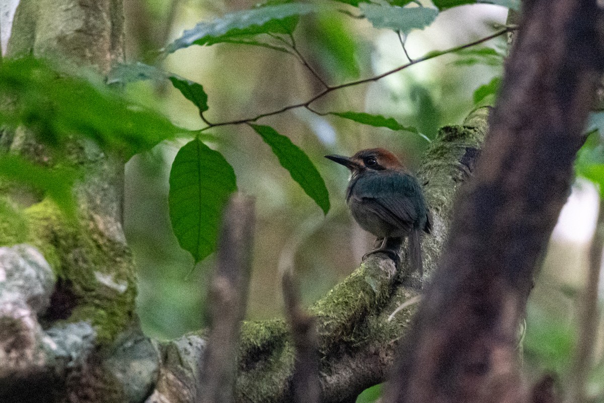 Tody Motmot - ML646430634
