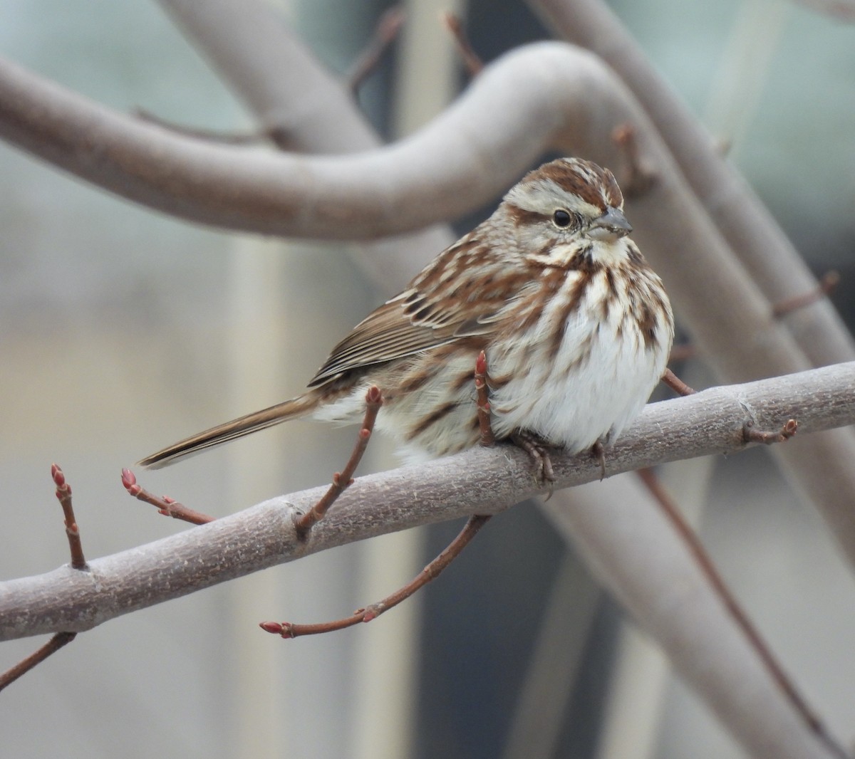 Певчая овсянка - ML646430635