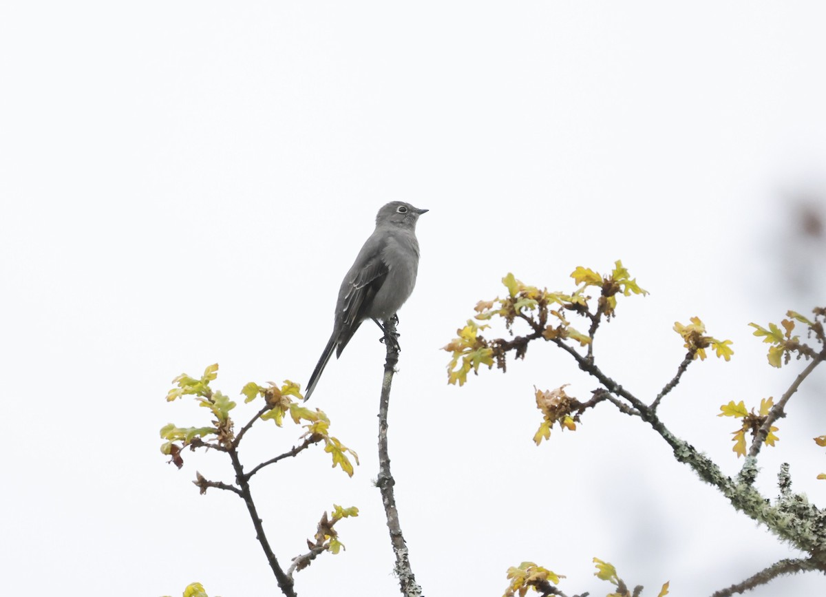 ハエトリツグミ - ML646430636