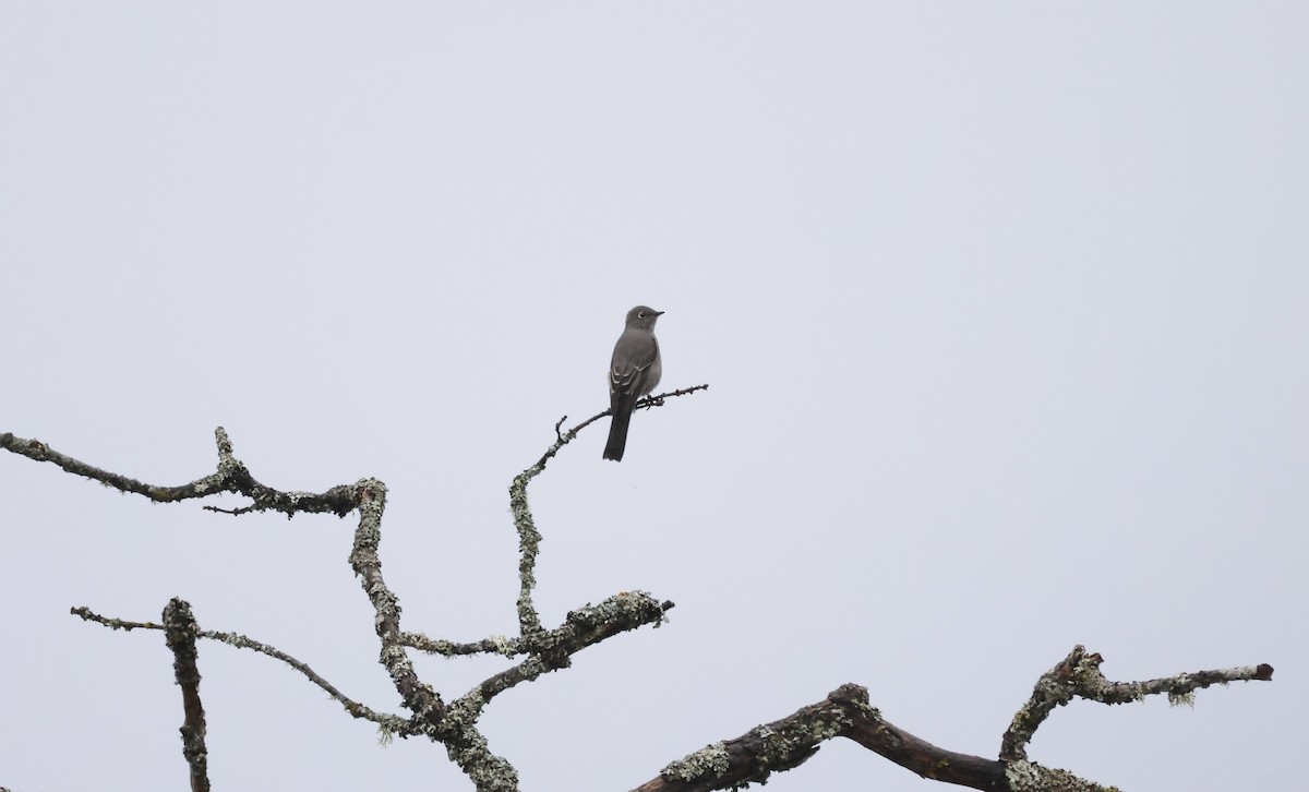 ハエトリツグミ - ML646430637