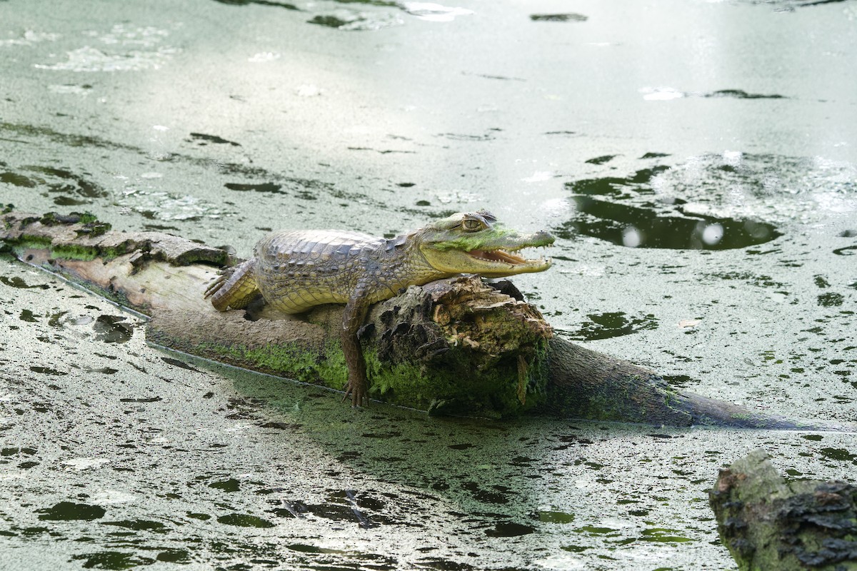 Spectacled Caiman - ML646430638